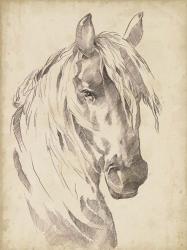 Horse Portrait Sketch I | Obraz na stenu