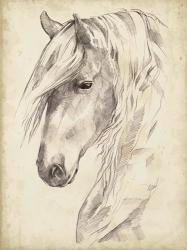 Horse Portrait Sketch II | Obraz na stenu