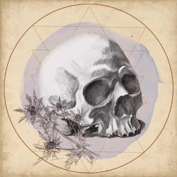 Skull Thistle II | Obraz na stenu