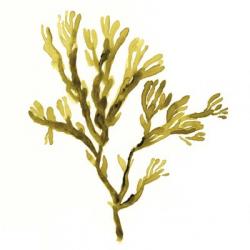 Suspended Seaweed I | Obraz na stenu