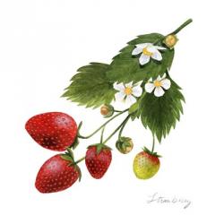 Strawberry Study II | Obraz na stenu