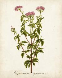 Antique Herb Botanical I | Obraz na stenu