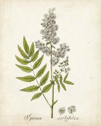 Antique Herb Botanical III | Obraz na stenu