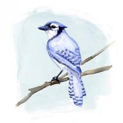 Coastal Blue Jay II | Obraz na stenu