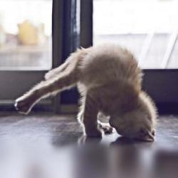 Cat Yoga X | Obraz na stenu