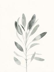 Delicate Sage Botanical II | Obraz na stenu