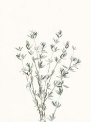 Delicate Sage Botanical III | Obraz na stenu