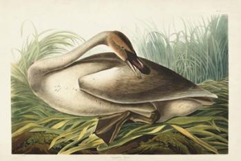 Pl 376 Trumpeter Swan | Obraz na stenu