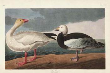 Pl 381 Snow Goose | Obraz na stenu