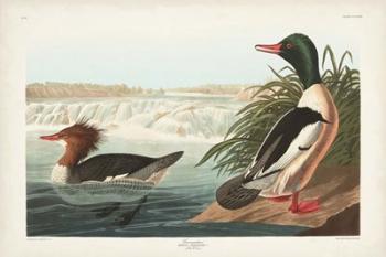 Pl 331 Goosander Duck | Obraz na stenu