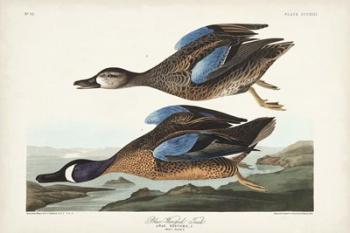 Pl 313 Blue-winged Teal | Obraz na stenu