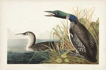 Pl 306 Great Northern Diver or Loon | Obraz na stenu