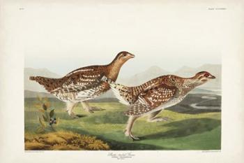 Pl 382 Sharp-tailed Grouse | Obraz na stenu