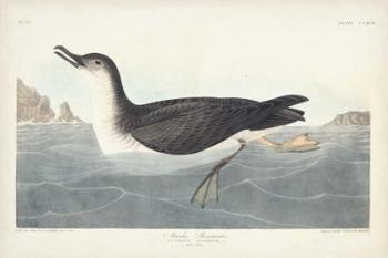 Pl 295 Manks Shearwater | Obraz na stenu