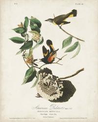 Pl 40 American Redstart | Obraz na stenu