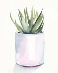 Potted Succulent III | Obraz na stenu