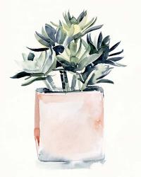 Potted Succulent IV | Obraz na stenu