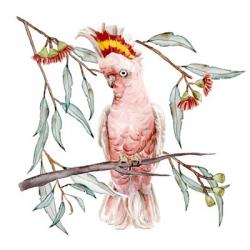 Pink Cockatoo I | Obraz na stenu
