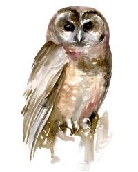 Watercolor Owl II | Obraz na stenu
