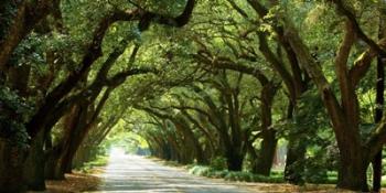 Canopy Road Panorama I | Obraz na stenu