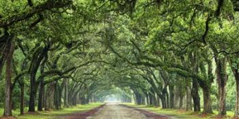 Canopy Road Panorama VI | Obraz na stenu