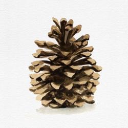 Conifer Cone I | Obraz na stenu