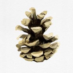 Conifer Cone III | Obraz na stenu