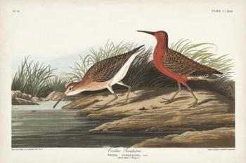 Pl. 263 Curlew Sandpiper | Obraz na stenu