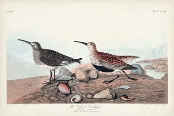 Pl. 290 Red-backed Sandpiper | Obraz na stenu