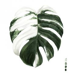 Variegated Monstera II | Obraz na stenu