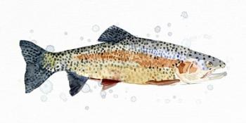 Watercolor Rainbow Trout I | Obraz na stenu