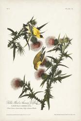 Pl. 33 American Gold Finch | Obraz na stenu