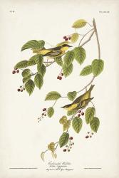 Pl. 60 Carbonated Warbler | Obraz na stenu