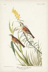 Pl. 384 Black-throated Bunting | Obraz na stenu