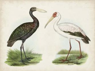 Antique Waterbirds I | Obraz na stenu