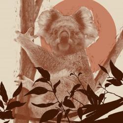 Pop Art Koala II | Obraz na stenu