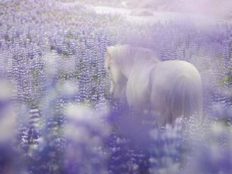 Horse in Lavender IV | Obraz na stenu