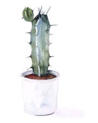 Sharp Succulents I | Obraz na stenu