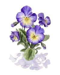 Viola Pansies I | Obraz na stenu