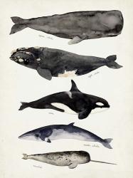 Whale Chart I | Obraz na stenu