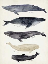 Whale Chart II | Obraz na stenu