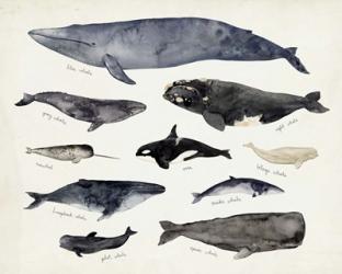 Whale Chart III | Obraz na stenu
