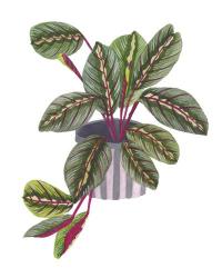 Prayer Plant II | Obraz na stenu