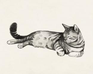 Cat Laze II | Obraz na stenu