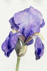 Iris in Bloom I | Obraz na stenu