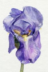 Iris in Bloom II | Obraz na stenu