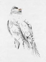 Gyrfalcon II | Obraz na stenu