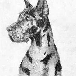 Great Dane Portrait I | Obraz na stenu