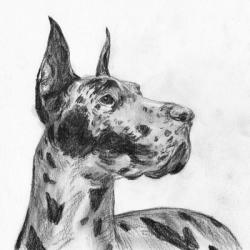 Great Dane Portrait II | Obraz na stenu