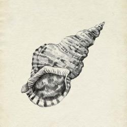 Seashell Pencil Sketch I | Obraz na stenu